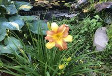 Bright yellow daffodil blooming in a garden